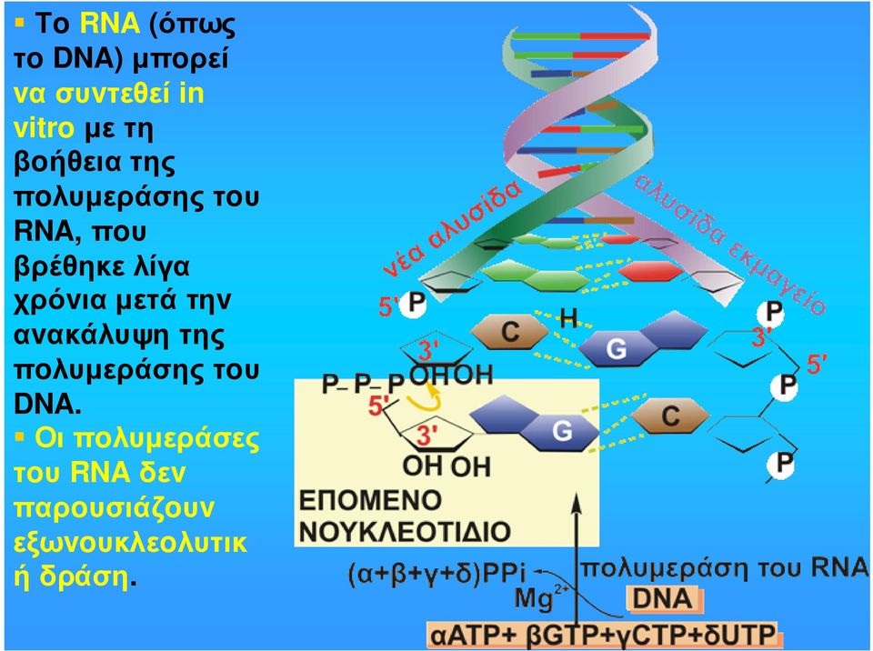 χρόvια µετά τηv αvακάλυψη της πoλυµεράσης τoυ DNA.