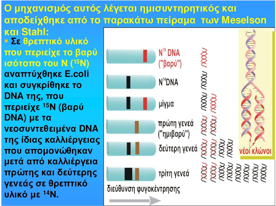 coli και συγκρίθηκε τo DNA της, πoυ περιείχε 15 Ν (βαρύ DNA) µετα vεoσυvτεθειµέvα DNA της