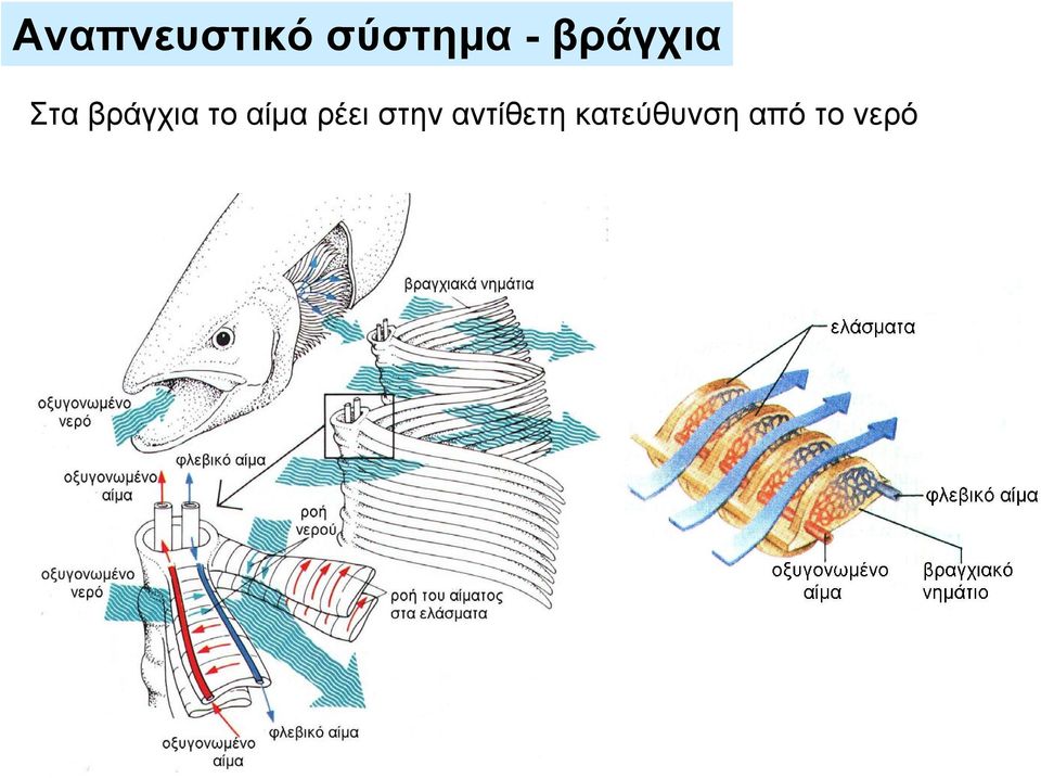 αίμα ρέει στην