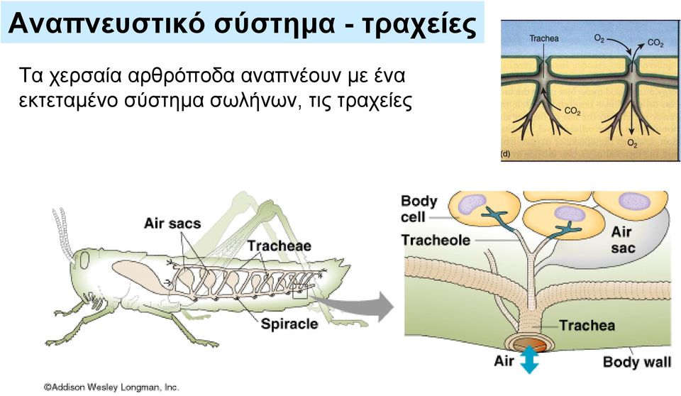 αρθρόποδα αναπνέουν με ένα