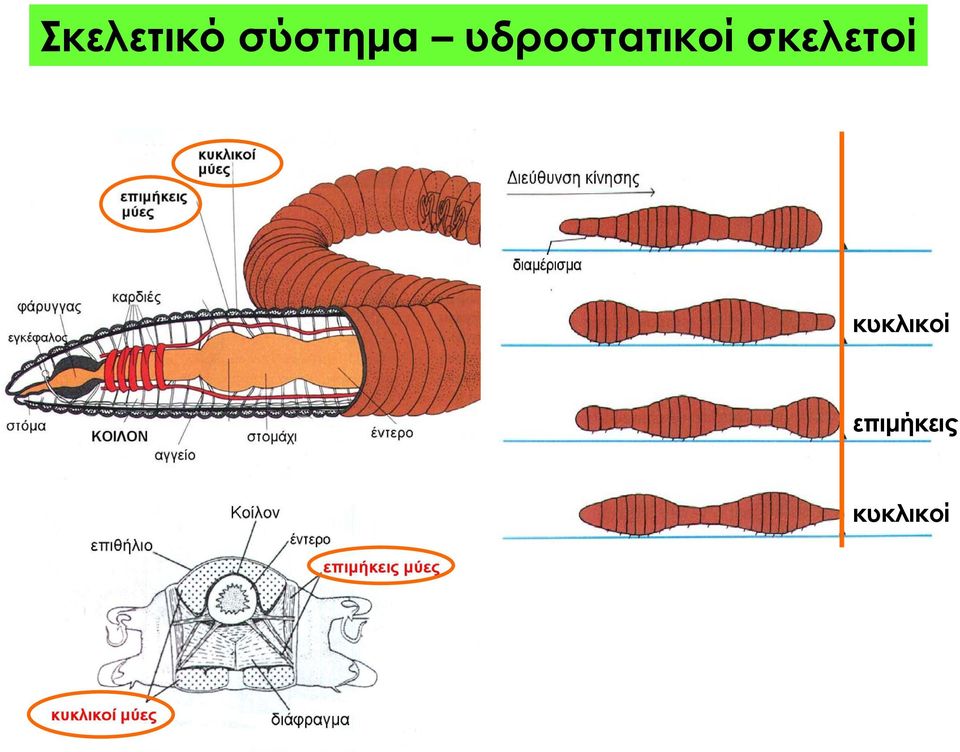 υδροστατικοί