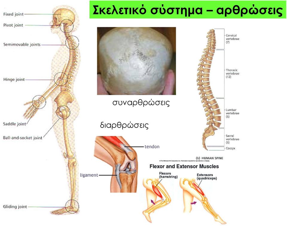 αρθρώσεις