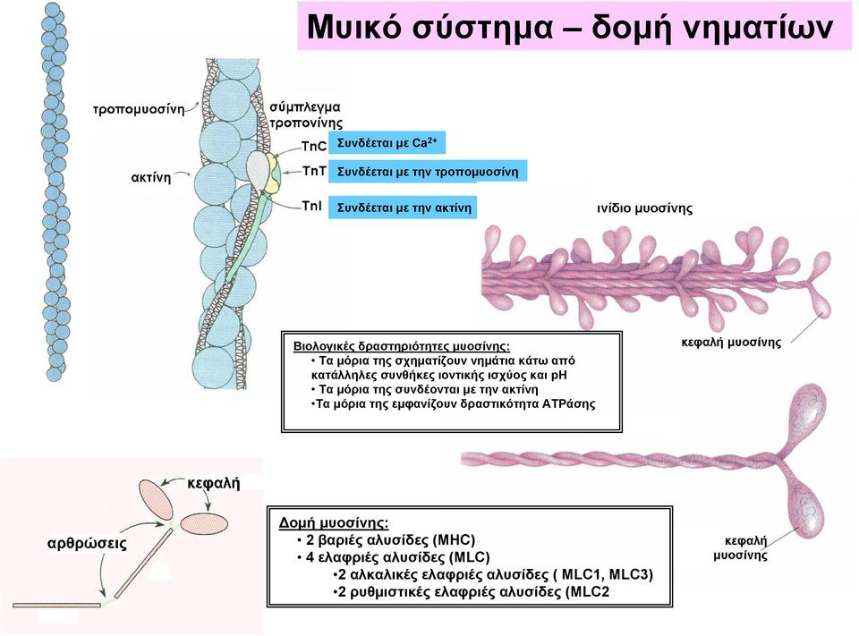 μόρια της συνδέονται με την ακτίνη Τα μόρια της εμφανίζουν δραστικότητα ATPάσης Δομή μυοσίνης: 2 βαριές