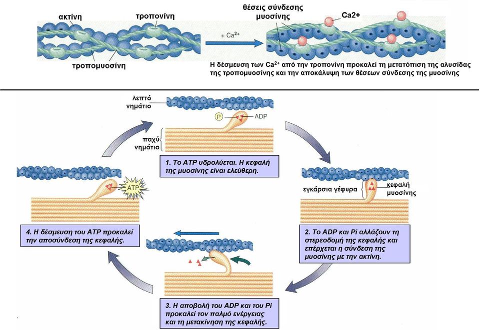 Η δέσμευση του ATP προκαλεί την αποσύνδεση της κεφαλής. 2.
