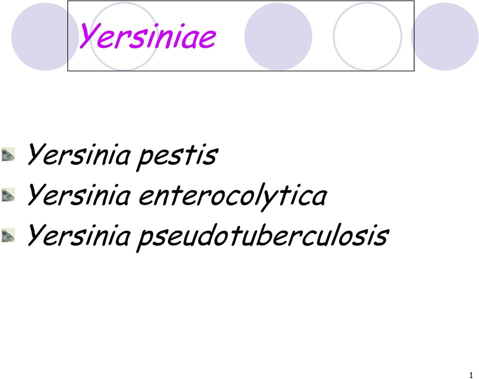 enterocolytica