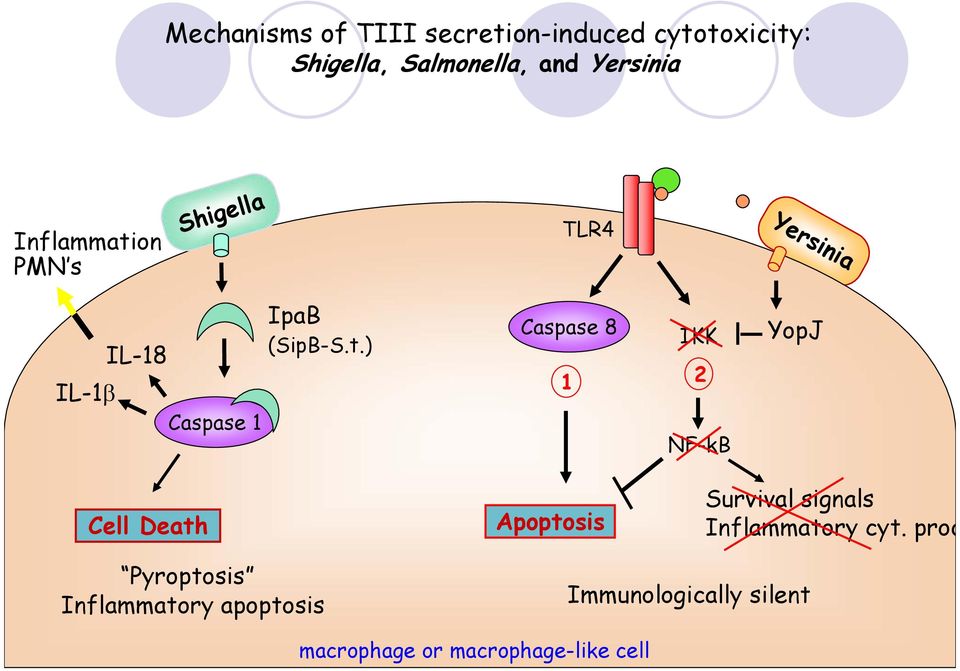 on PMN s Shigella TLR4 CD14 LPS Yersinia IL-1β IL-18 Caspase 1 IpaB (SipB-S.t.