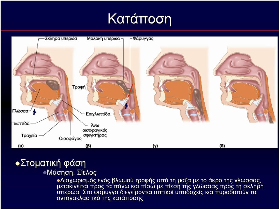 και πίσω με πίεση της γλώσσας προς τη σκληρή υπερώα.