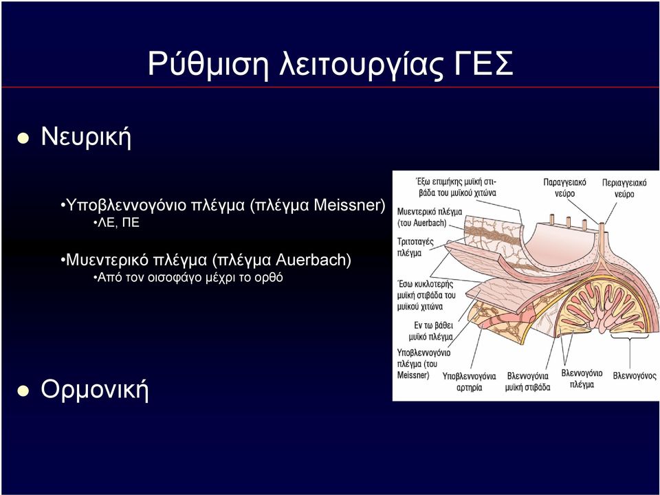 Meissner) ΛΕ, ΠΕ Μυεντερικό πλέγμα