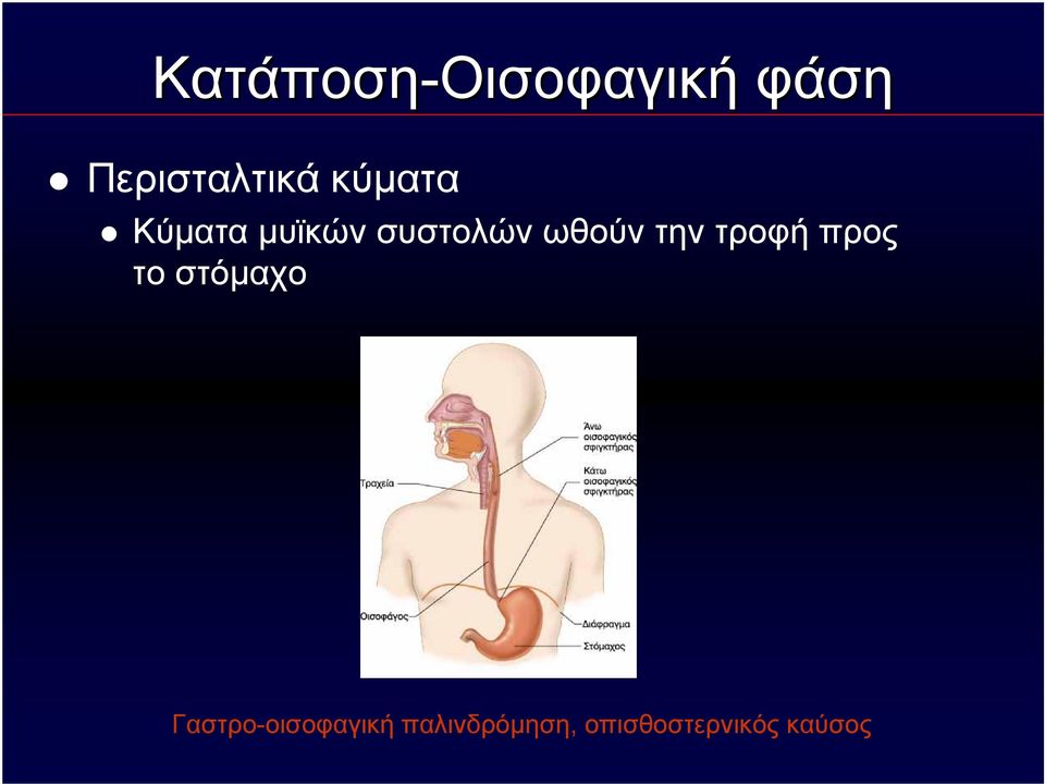 την τροφή προς το στόμαχο