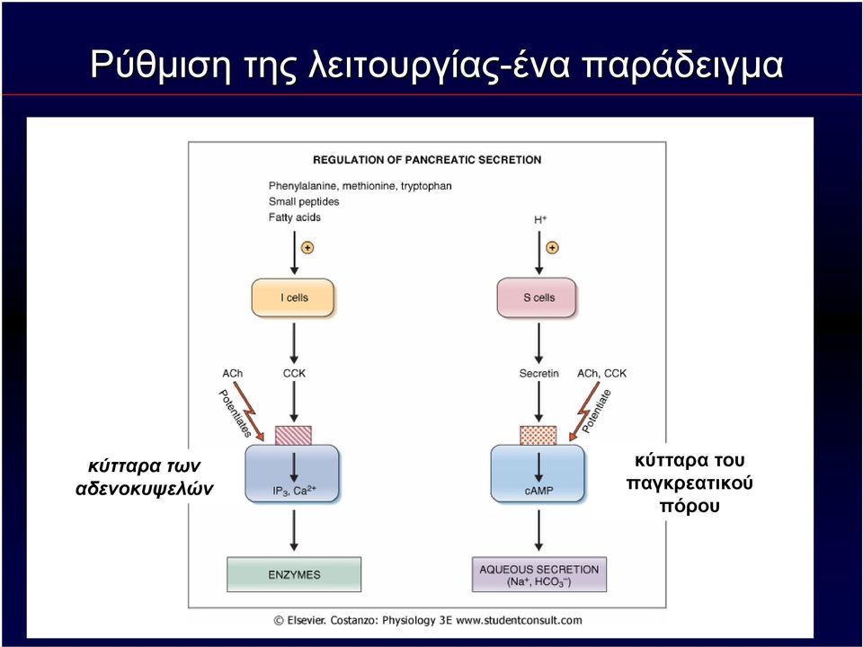 παράδειγμα κύτταρα των