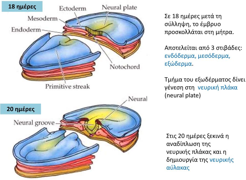 Τμήμα του εξωδέρματος δίνει γένεση στη νευρική πλάκα (neural plate) 20 ημέρες