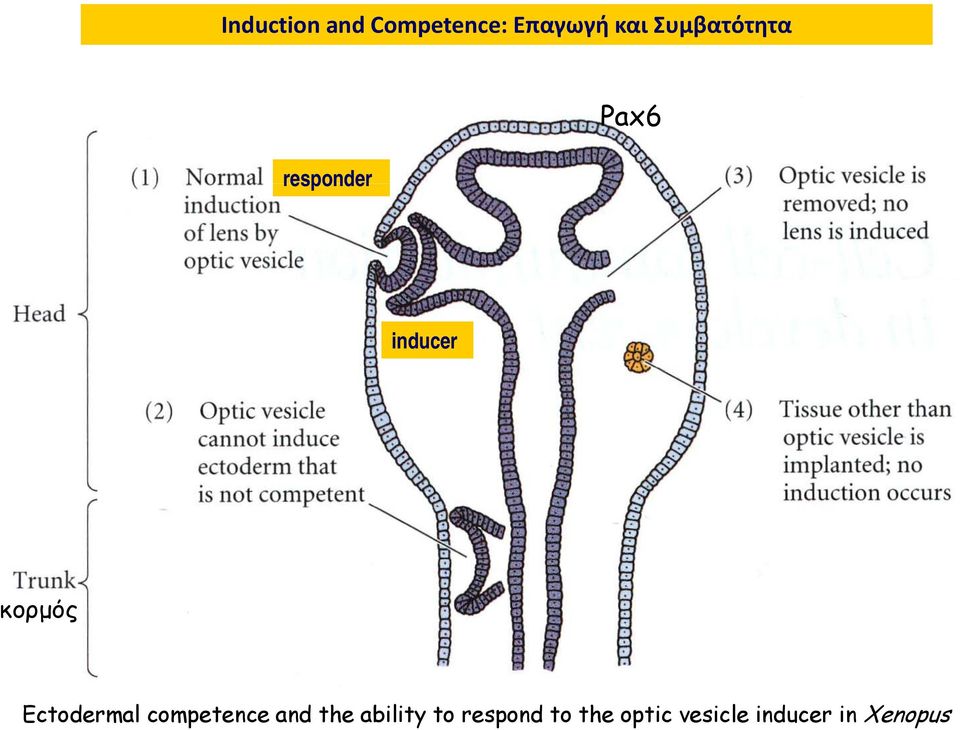 Ectodermal competence and the ability to