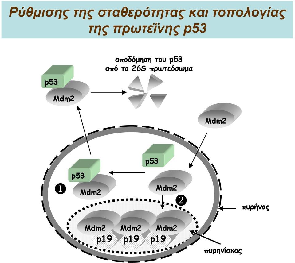 p53 από το 26S πρωτεόσωμα Mdm2 p53 p53 Mdm2