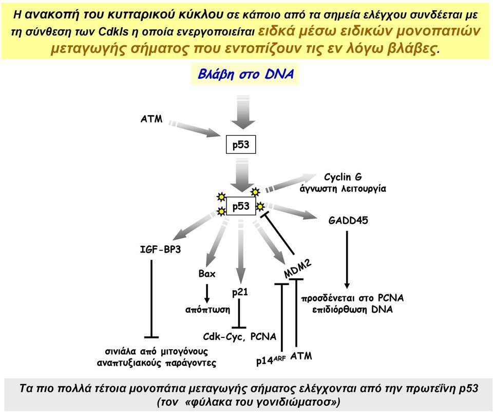 Βλάβη στο DNA ATM p53 Cyclin G άγνωστη λειτουργία p53 GADD45 IGF-BP3 Bax απόπτωση p21 MDM2 προσδένεται στο PCNA επιδιόρθωση DNA