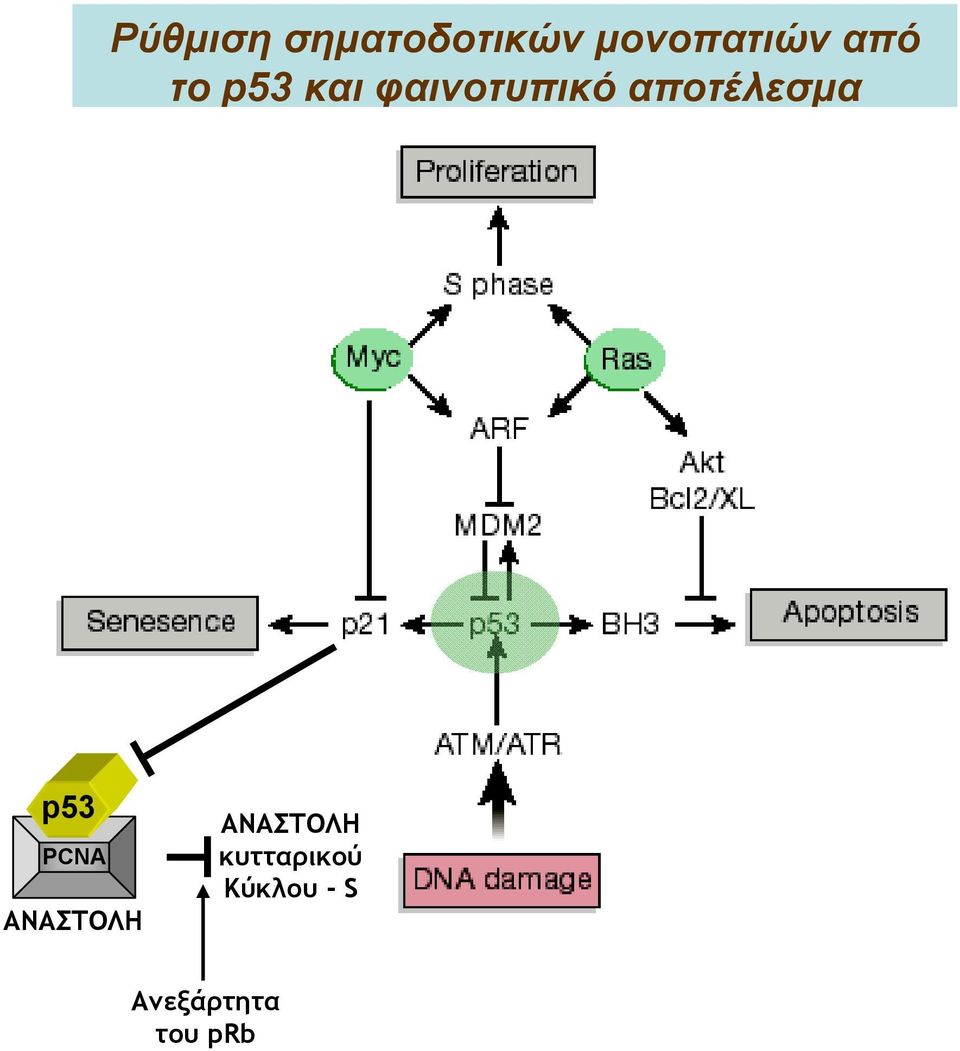 αποτέλεσμα p53 PCNA ΑΝΑΣΤΟΛΗ