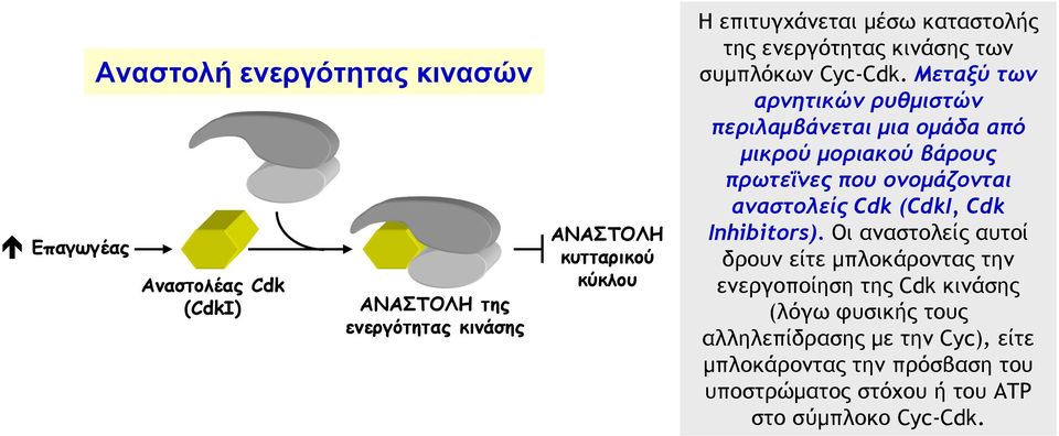 Μεταξύ των αρνητικών ρυθμιστών περιλαμβάνεται μια ομάδα από μικρού μοριακού βάρους πρωτεΐνες που ονομάζονται αναστολείς Cdk (CdkI, Cdk