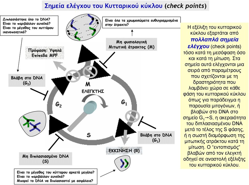 Μη φυσιολογική Μιτωτική άτρακτος (Μ) G 1 ΕΚΚΙΝΗΣΗ (R) Βλάβη στο DNA (G 1 ) Η εξέλιξη του κυτταρικού κύκλου εξαρτάται από πολλαπλά σημεία ελέγχου (check points) τόσο κατά τη μεσόφαση όσο και κατά τη