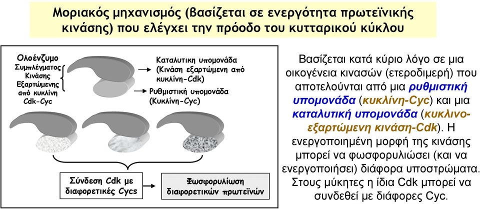 Βασίζεται κατά κύριο λόγο σε μια οικογένεια κινασών (ετεροδιμερή) που αποτελούνται από μια ρυθμιστική υπομονάδα (κυκλίνη-cyc) και μια καταλυτική υπομονάδα