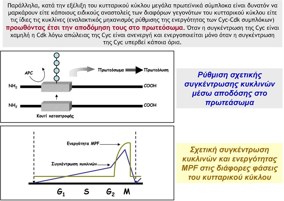 Όταν η συγκέντρωση της Cyc είναι χαμηλή η Cdk λόγω απώλειας της Cyc είναι ανενεργή και ενεργοποιείται μόνο όταν η συγκέντρωση της Cyc υπερβεί κάποια όρια.