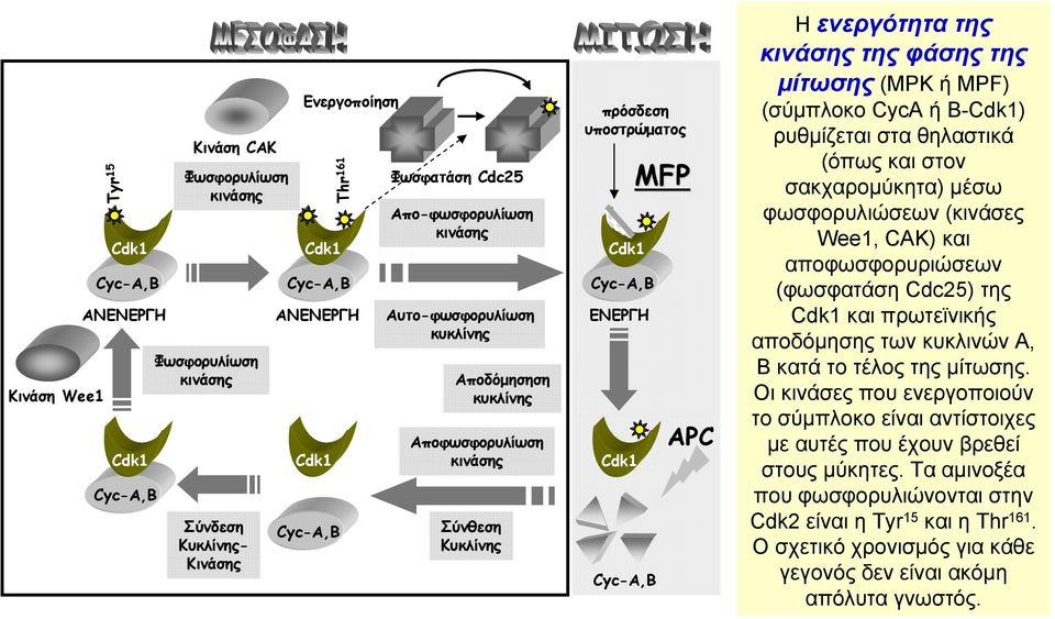 της κινάσης της φάσης της μίτωσης (MPK ή MPF) (σύμπλοκο CycA ή B-Cdk1) ρυθμίζεται στα θηλαστικά (όπως και στον σακχαρομύκητα) μέσω φωσφορυλιώσεων (κινάσες Wee1, CAK) και αποφωσφορυριώσεων (φωσφατάση
