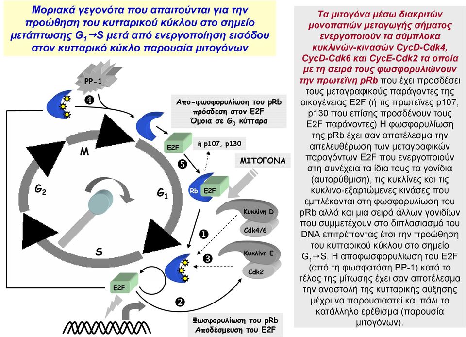 μονοπατιών μεταγωγής σήματος ενεργοποιούν τα σύμπλοκα κυκλινών-κινασών CycD-Cdk4, CycD-Cdk6 και CycΕ-Cdk2 τα οποία με τη σειρά τους φωσφορυλιώνουν την πρωτεϊνη prb που έχει προσδέσει τους