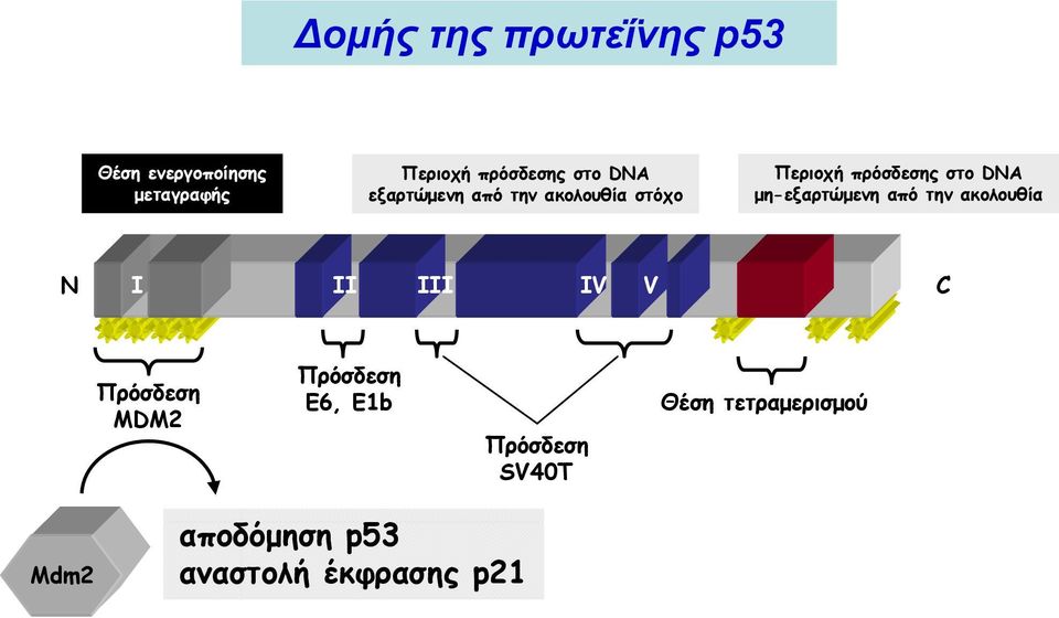 μη-εξαρτώμενη από την ακολουθία Ν I II III IV V C Πρόσδεση MDM2 Πρόσδεση