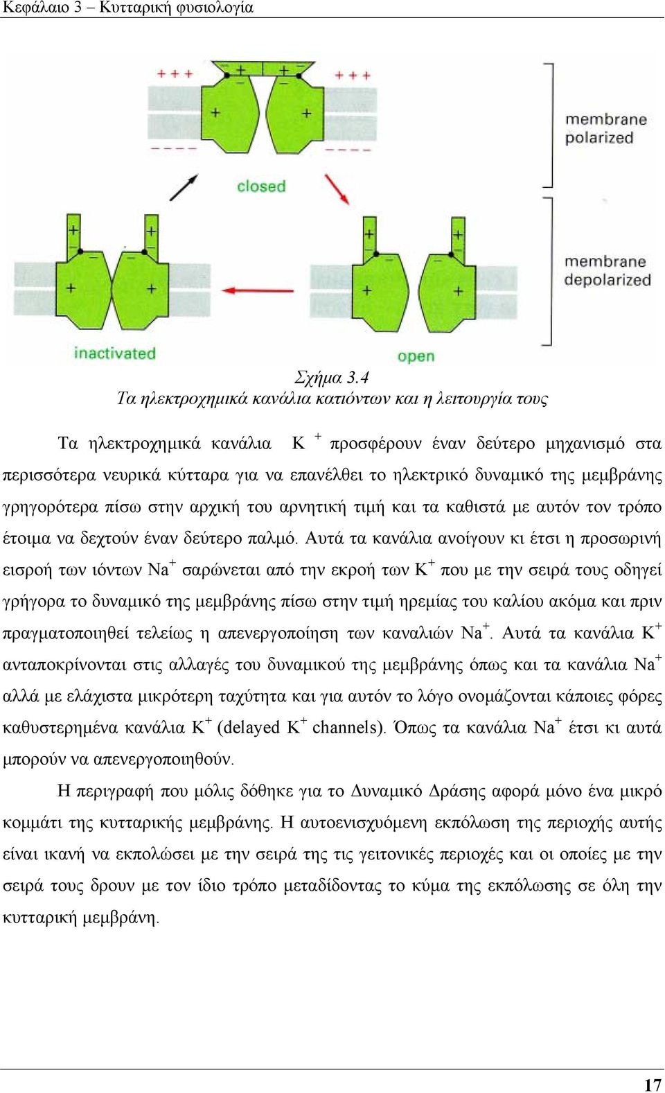 µεµβράνης γρηγορότερα πίσω στην αρχική του αρνητική τιµή και τα καθιστά µε αυτόν τον τρόπο έτοιµα να δεχτούν έναν δεύτερο παλµό.