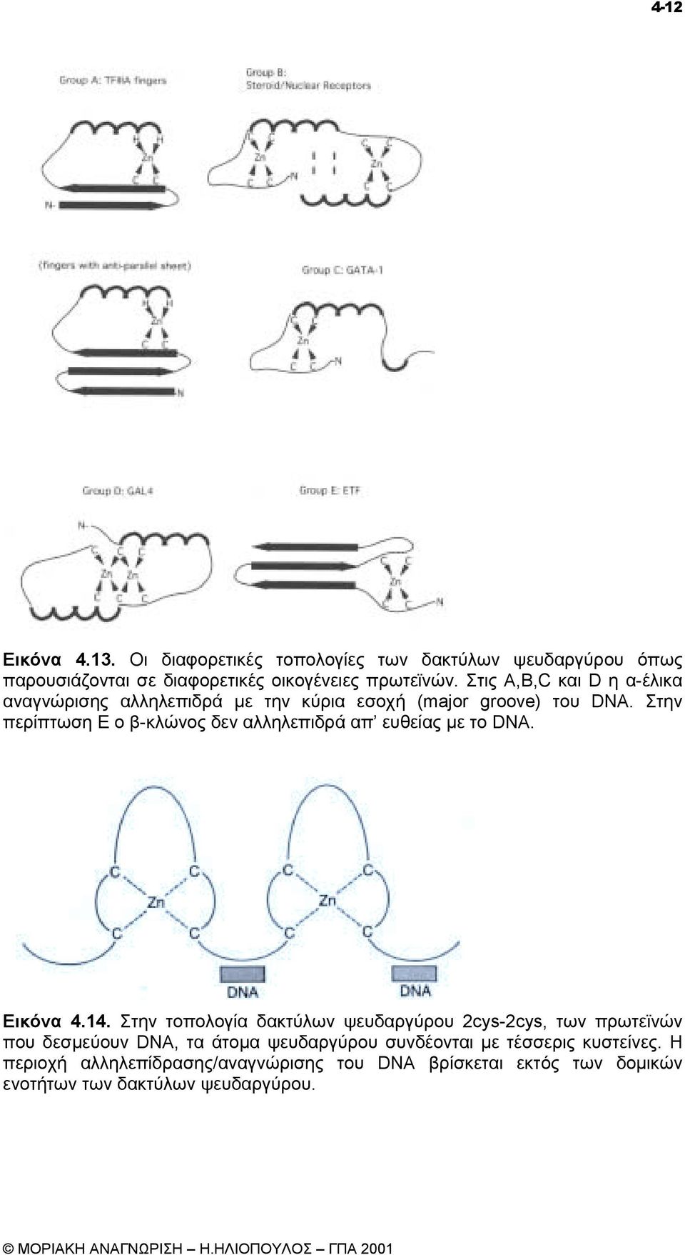 Στην περίπτωση Ε ο β-κλώνος δεν αλληλεπιδρά απ ευθείας µε το DNA. Εικόνα 4.14.