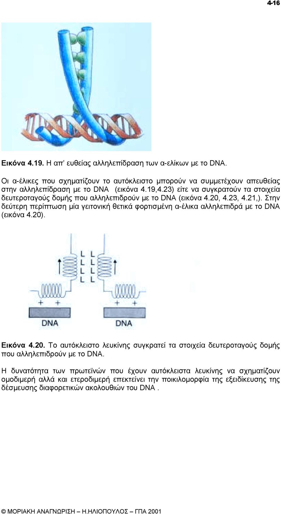 23) είτε να συγκρατούν τα στοιχεία δευτεροταγούς δοµής που αλληλεπιδρούν µε το DNA (εικόνα 4.20, 4.23, 4.21,).
