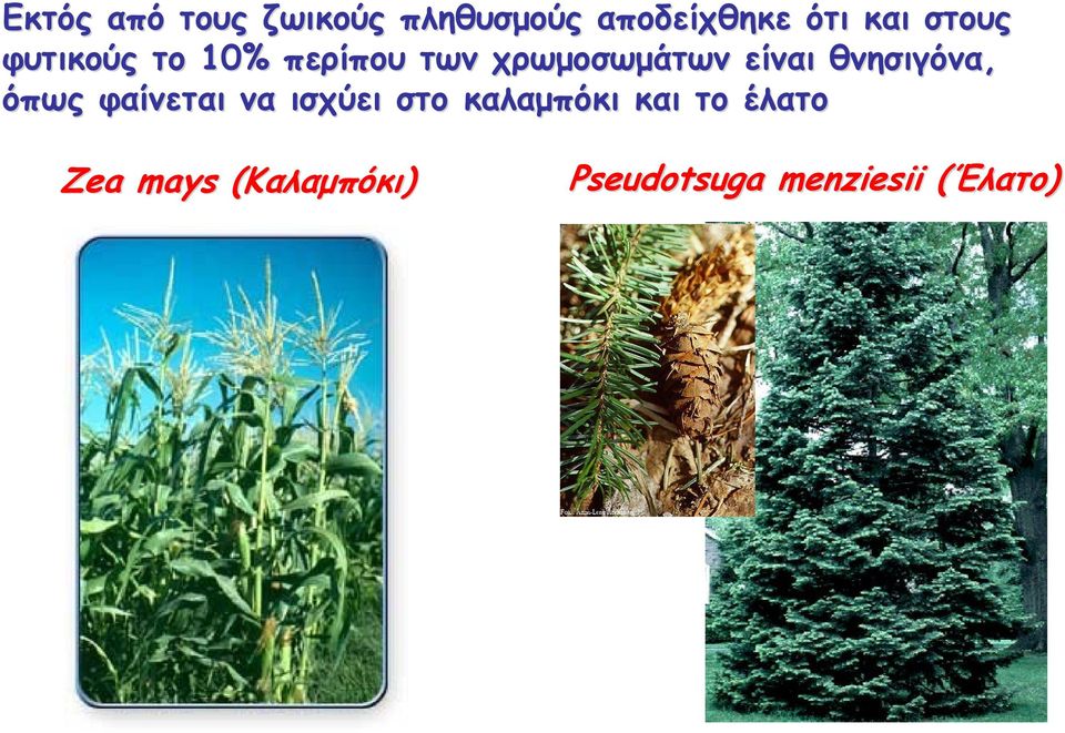 θνησιγόνα, όπως φαίνεται να ισχύει στο καλαμπόκι και