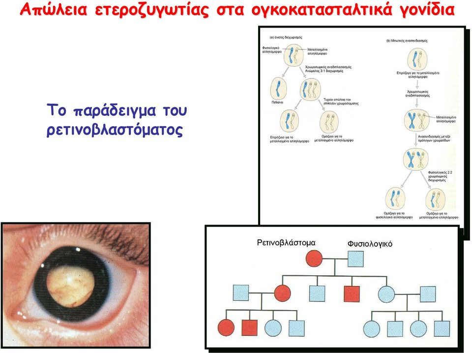 γονίδια Το παράδειγμα