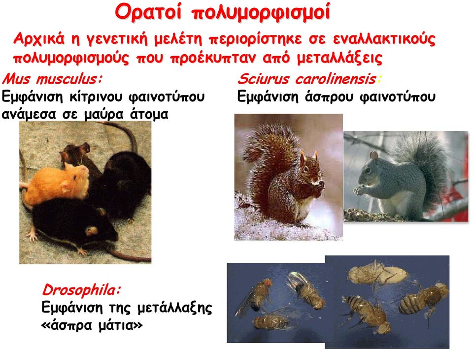 musculus: Sciurus carolinensis: Εμφάνιση κίτρινου φαινοτύπου Εμφάνιση