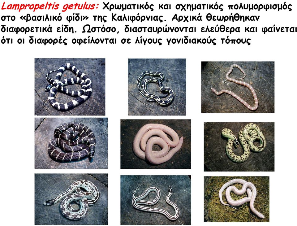 Αρχικά θεωρήθηκαν διαφορετικά είδη.