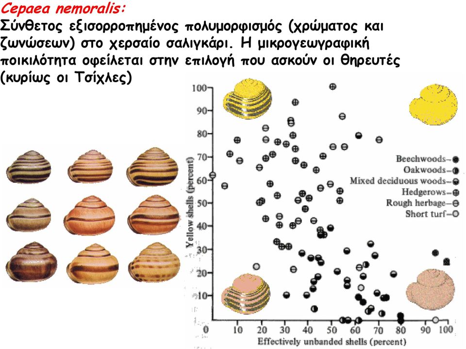 σαλιγκάρι.