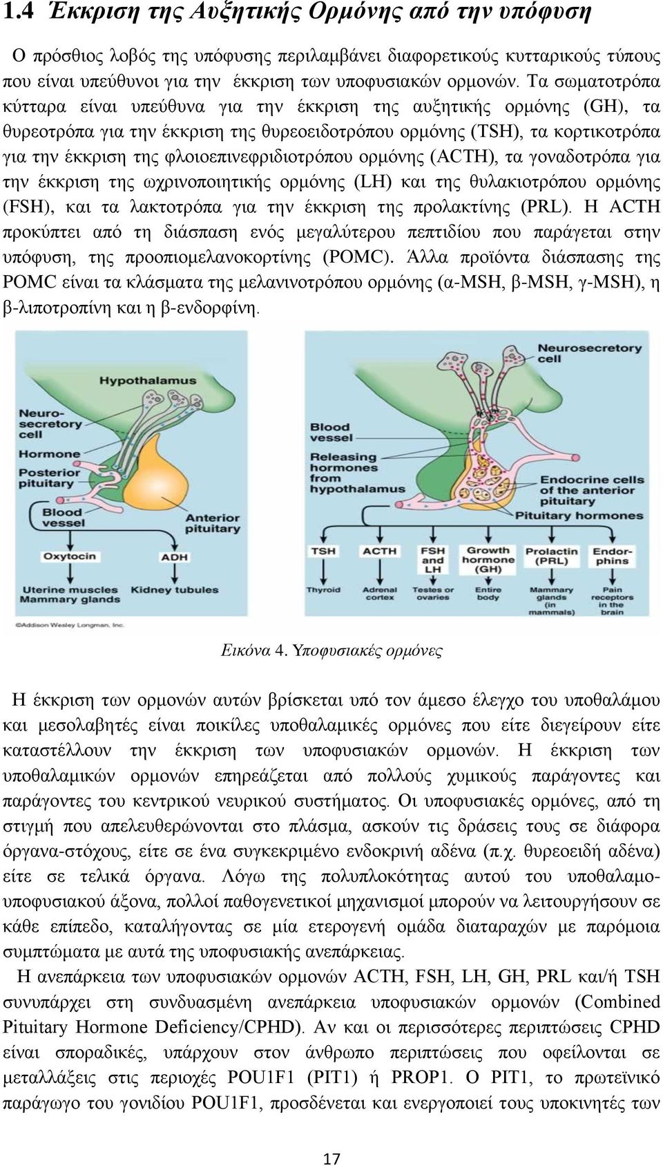 φλοιοεπινεφριδιοτρόπου ορμόνης (ACTH), τα γοναδοτρόπα για την έκκριση της ωχρινοποιητικής ορμόνης (LH) και της θυλακιοτρόπου ορμόνης (FSH), και τα λακτοτρόπα για την έκκριση της προλακτίνης (PRL).