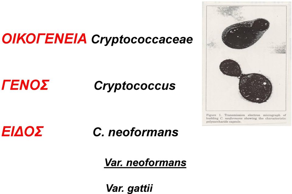 Cryptococcus ΕΙΔΟΣ C.