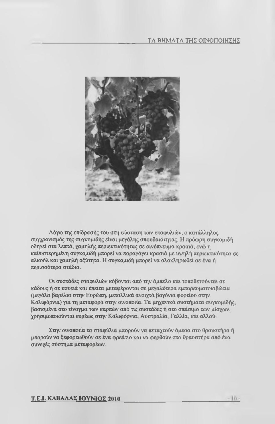 Η συγκομιδή μπορεί να ολοκληρωθεί σε ένα ή περισσότερα στάδια.