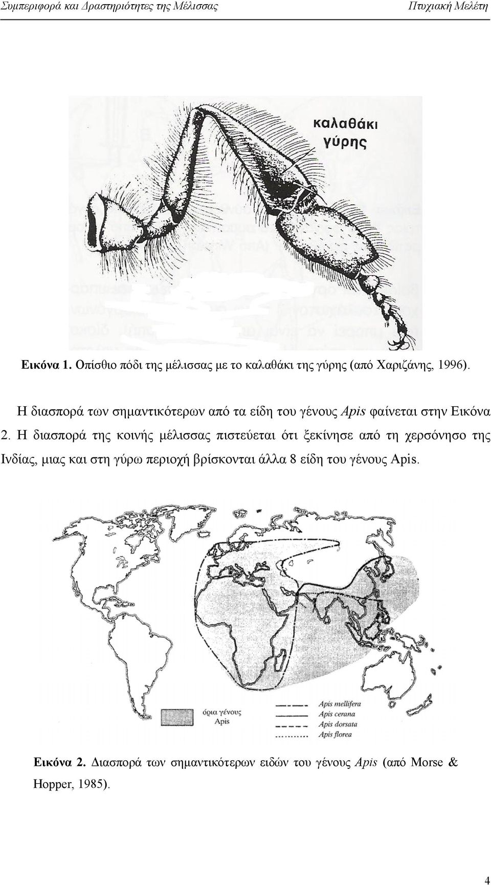 Η διασπορά της κοινής μέλισσας πιστεύεται ότι ξεκίνησε από τη χερσόνησο της Ινδίας, μιας και στη γύρω