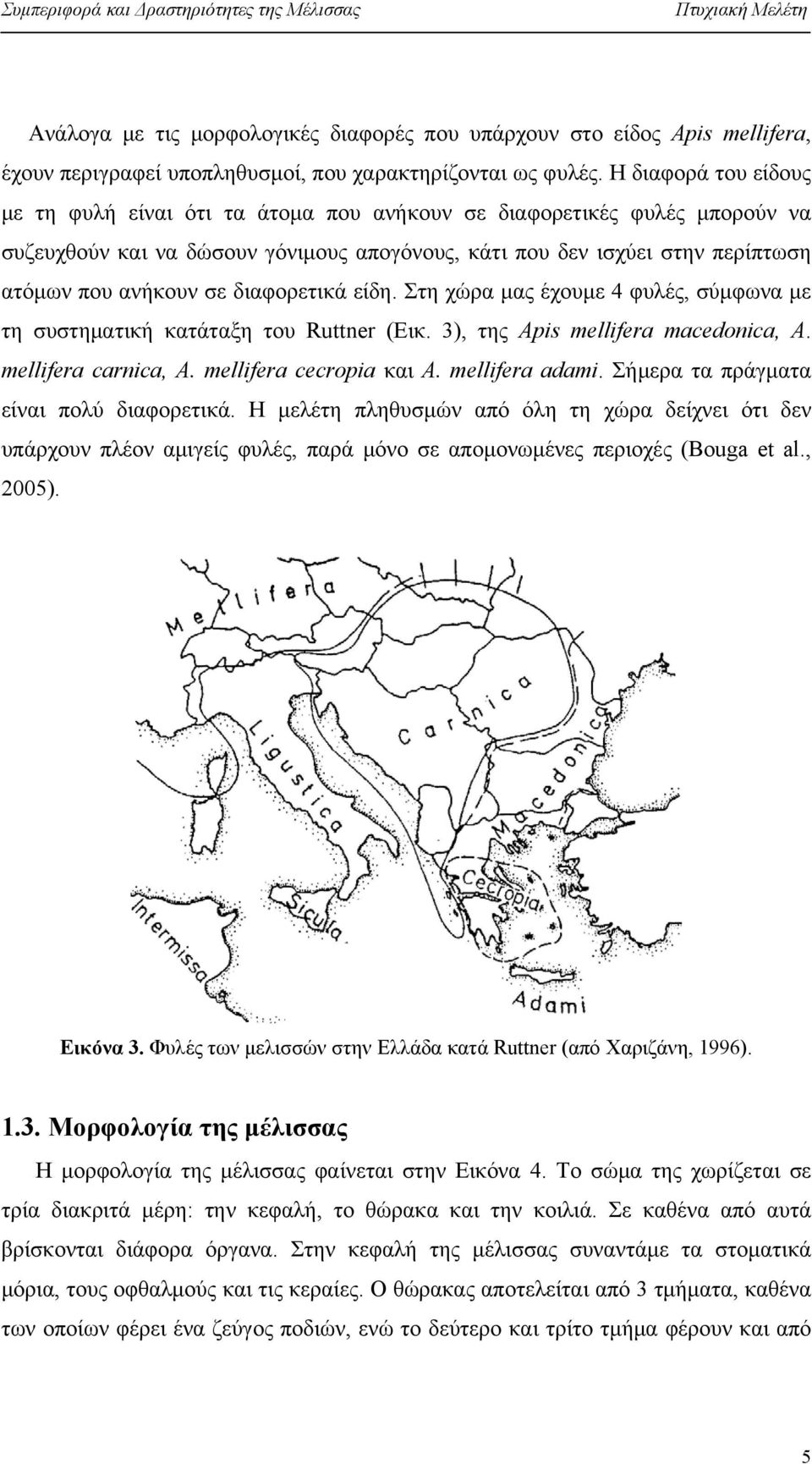 διαφορετικά είδη. Στη χώρα μας έχουμε 4 φυλές, σύμφωνα με τη συστηματική κατάταξη του Ruttner (Εικ. 3), της Apis mellifera macedonica, A. mellifera carnica, A. mellifera cecropia και A.