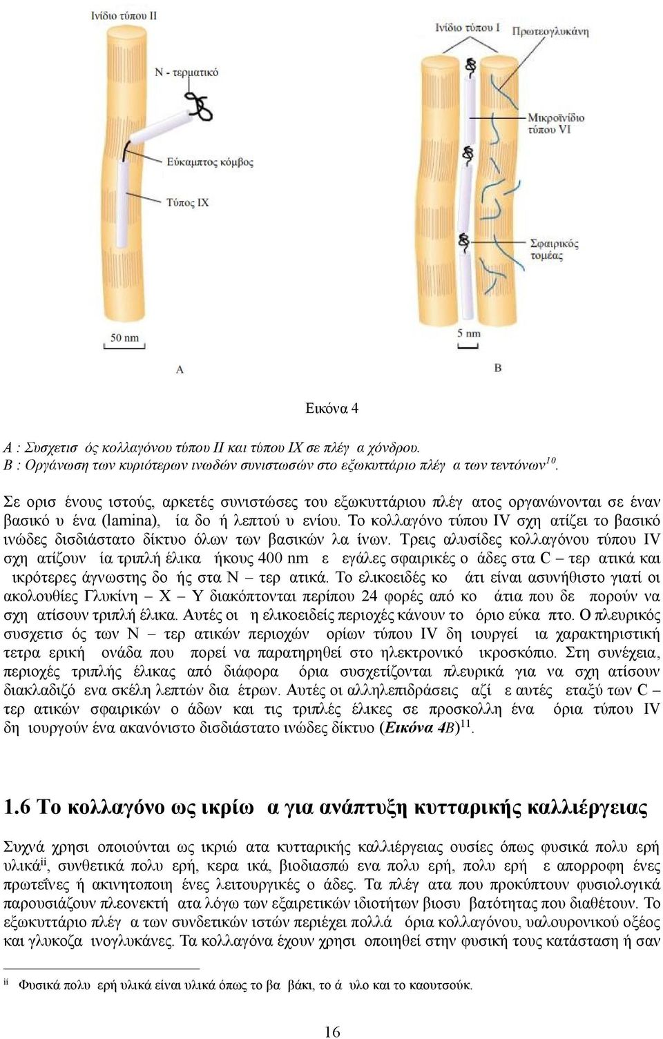 Το κολλαγόνο τύπου IV σχηματίζει το βασικό ινώδες δισδιάστατο δίκτυο όλων των βασικών λαμίνων.