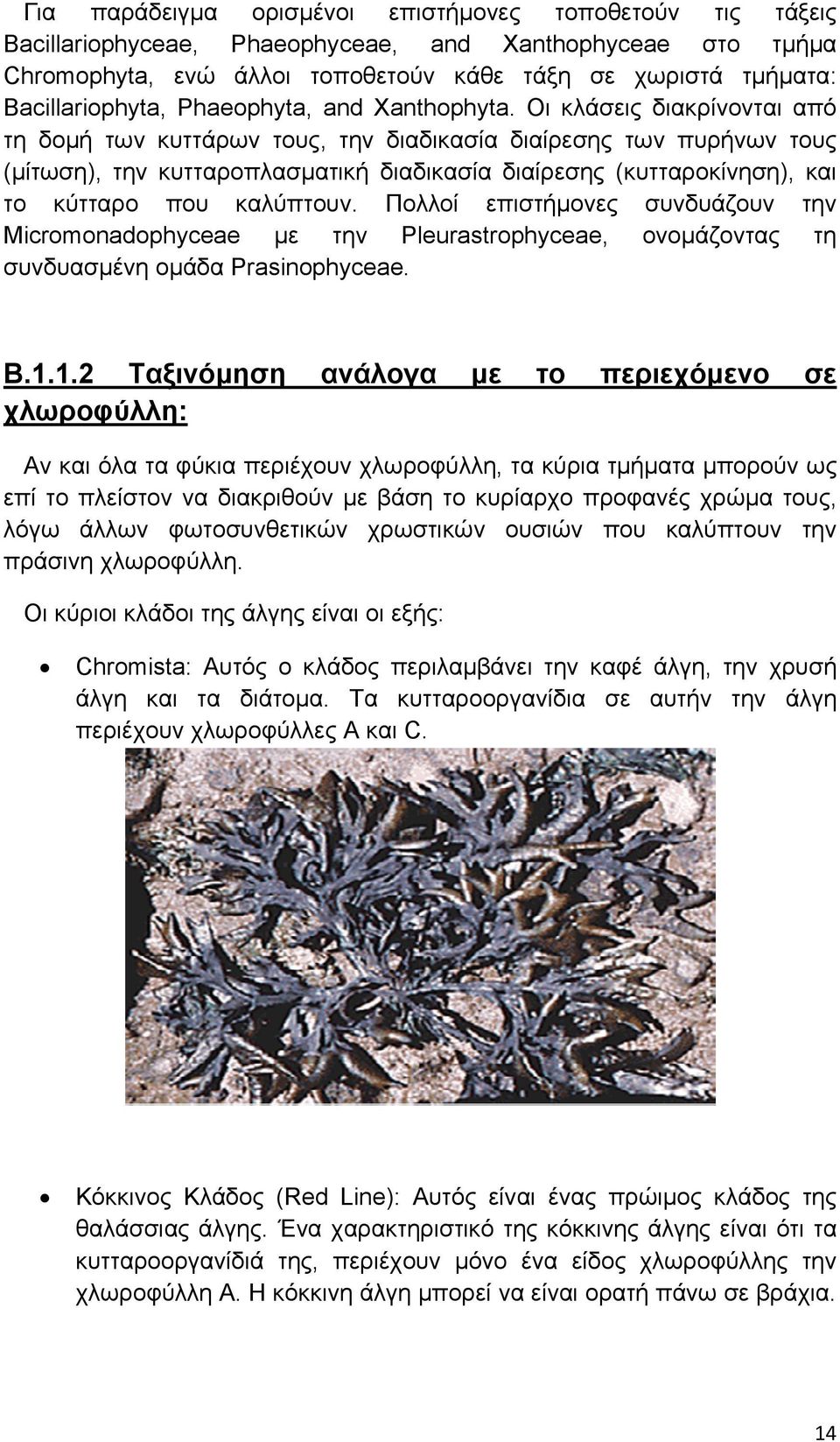 Οι κλάσεις διακρίνονται από τη δομή των κυττάρων τους, την διαδικασία διαίρεσης των πυρήνων τους (μίτωση), την κυτταροπλασματική διαδικασία διαίρεσης (κυτταροκίνηση), και το κύτταρο που καλύπτουν.