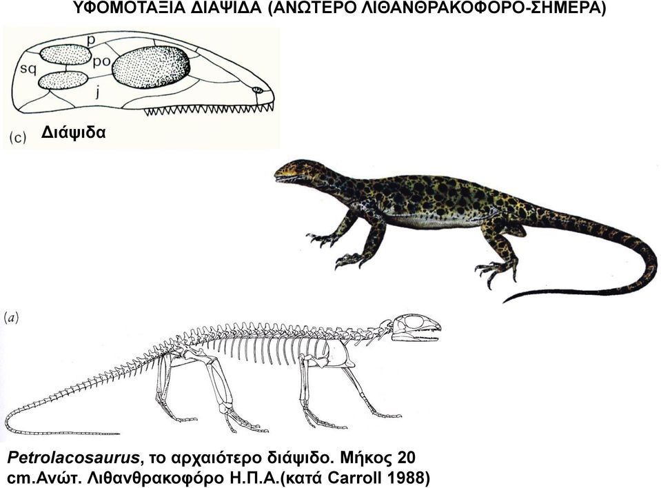 Petrolacosaurus, το αρχαιότερο διάψιδο.