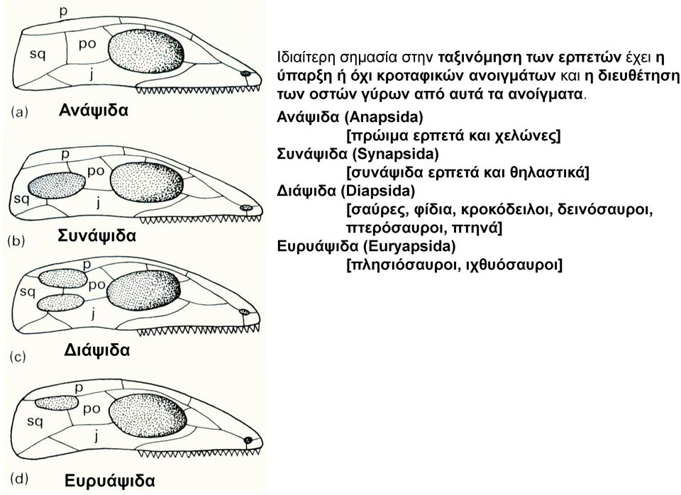Ανάψιδα (Anapsida) [πρώιμα ερπετά και χελώνες] Συνάψιδα (Synapsida) [συνάψιδα ερπετά και θηλαστικά]