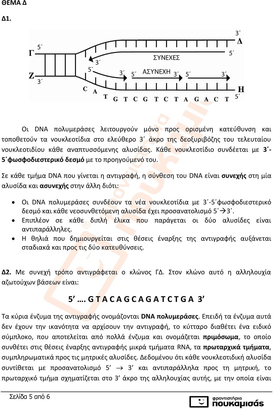 Σε κάθε τμήμα DNA που γίνεται η αντιγραφή, η σύνθεση του DNA είναι συνεχής στη μία αλυσίδα και ασυνεχής στην άλλη διότι: Οι DNA πολυμεράσες συνδέουν τα νέα νουκλεοτίδια με 3-5 φωσφοδιεστερικό δεσμό