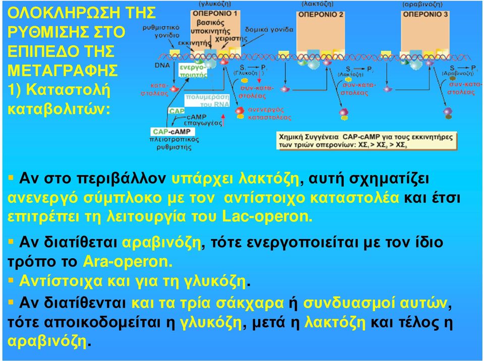 Lac-operon. Αν διατίθεται αραβινόζη, τότε ενεργοποιείται µε τον ίδιο τρόπο το Ara-operon.