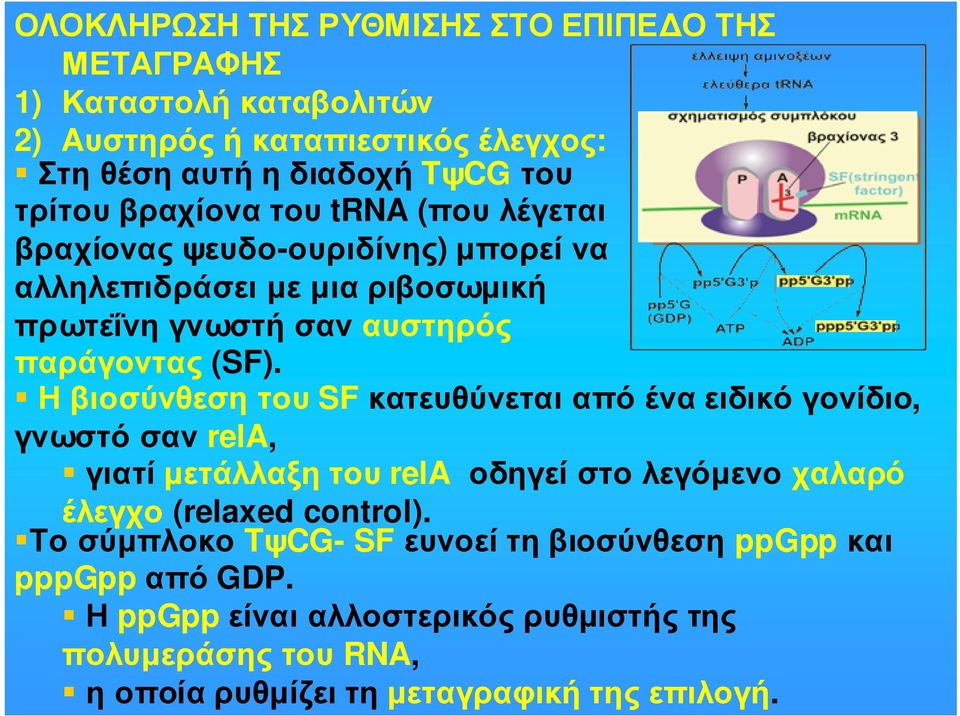 Ηβιοσύνθεσητου SFκατευθύνεταιαπόέναειδικόγονίδιο, γνωστόσαν rela, γιατί µετάλλαξη του rela οδηγεί στο λεγόµενο χαλαρό έλεγχο (relaxed control).