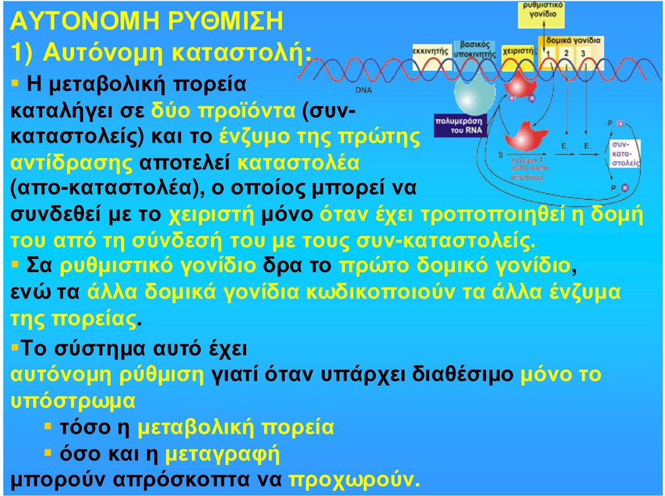 τους συν-καταστολείς. Σαρυθµιστικόγονίδιοδρατοπρώτοδοµικόγονίδιο, ενώ τα άλλα δοµικά γονίδια κωδικοποιούν τα άλλα ένζυµα τηςπορείας.