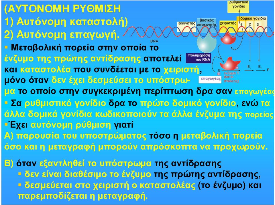 συγκεκριµένη περίπτωση δρα σαν επαγωγέας Σαρυθµιστικόγονίδιοδρατοπρώτοδοµικόγονίδιο, ενώτα άλλα δοµικά γονίδια κωδικοποιούν τα άλλα ένζυµα της πορείας.