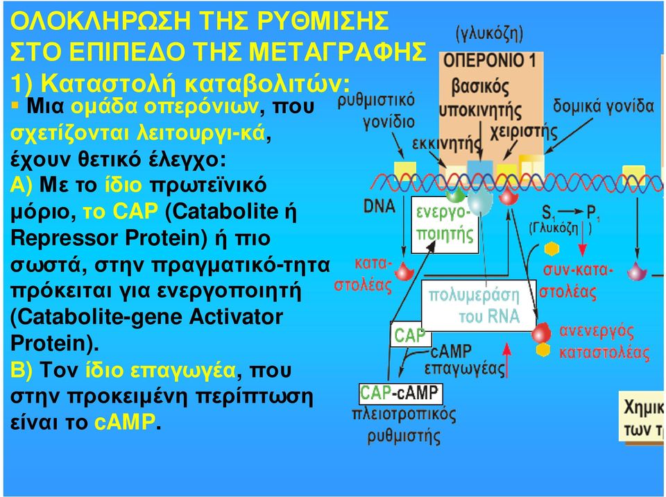 CAP (Catabolite ή Repressor Protein) ήπιο σωστά, στην πραγµατικό-τητα πρόκειται για