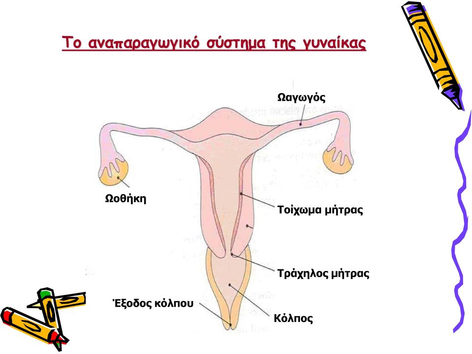 Ωοθήκη Τοίχωμα μήτρας